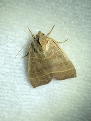 Ipimorpha pleonectusa
