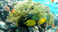 Chaetodon semilarvatus