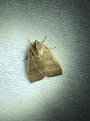 Ipimorpha pleonectusa
