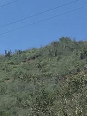 Trichocereus chiloensis
