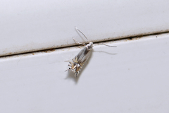 Phyllocnistis unipunctella