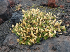 Pseudocherleria macrocarpa