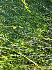 Carex oligosperma