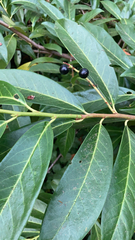 Prunus laurocerasus