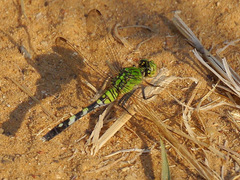 Erythemis simplicicollis