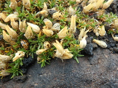 Pseudocherleria macrocarpa