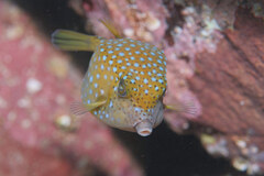 Ostracion immaculatum