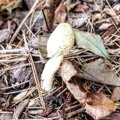 Leucocoprinus birnbaumii
