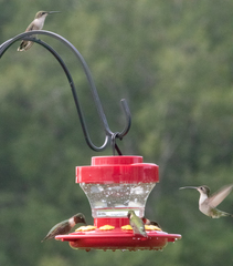 Archilochus colubris