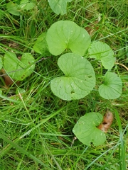 Viola palustris