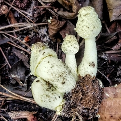Leucocoprinus birnbaumii