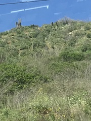 Trichocereus chiloensis