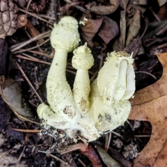 Leucocoprinus birnbaumii