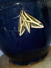 Eumorpha fasciatus