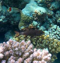 Cheilodipterus macrodon