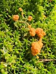 Tubifera