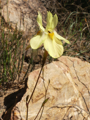 Moraea gawleri