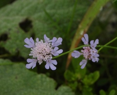 Scabiosa columbaria
