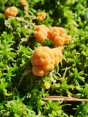 Tubifera