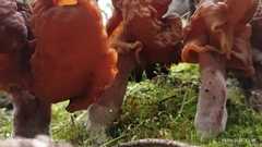 Gyromitra