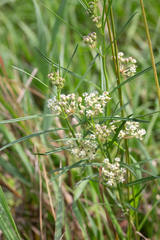 Asclepias linearis