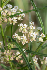 Asclepias linearis