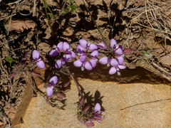 Polygala umbellata