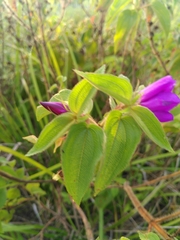 Rhynchanthera grandiflora