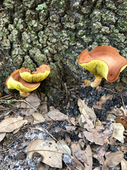 Phylloporus