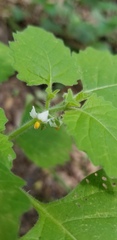 Solanum sarrachoides