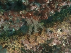 Hydrozoa