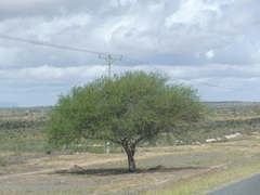 Vachellia tortilis