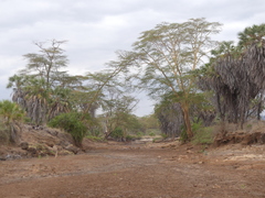 Vachellia xanthophloea