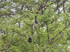 Corythaixoides leucogaster