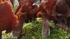 Gyromitra
