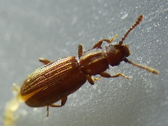 Oryzaephilus surinamensis
