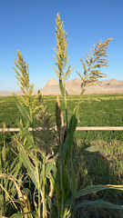 Sorghum bicolor