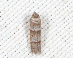 Blastobasis pulchella
