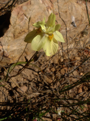 Moraea gawleri