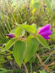 Rhynchanthera grandiflora