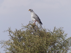 Melierax poliopterus