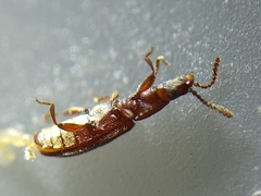 Oryzaephilus surinamensis