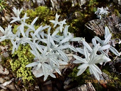 Anaphalis morrisonicola