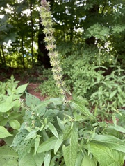Stachys hispida
