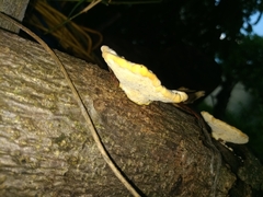 Polyporus tuberaster