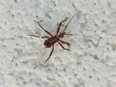 Rhynocoris iracundus