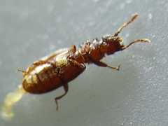 Oryzaephilus surinamensis