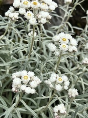 Anaphalis morrisonicola