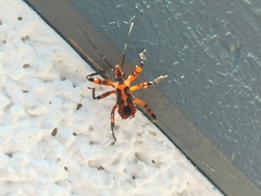 Rhynocoris iracundus