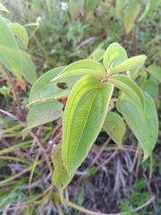 Rhynchanthera grandiflora
